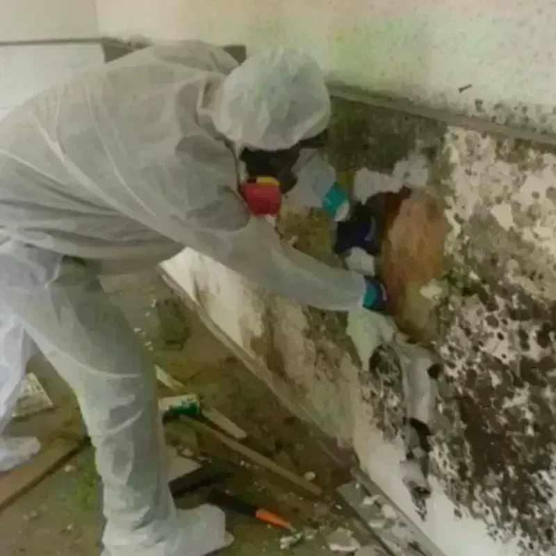 Best Mold Remediation and Removal Service in Banner County, NE